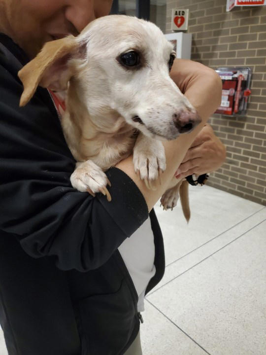 Legally blind Chicago man reunited with stolen support dog after 2 months(02)