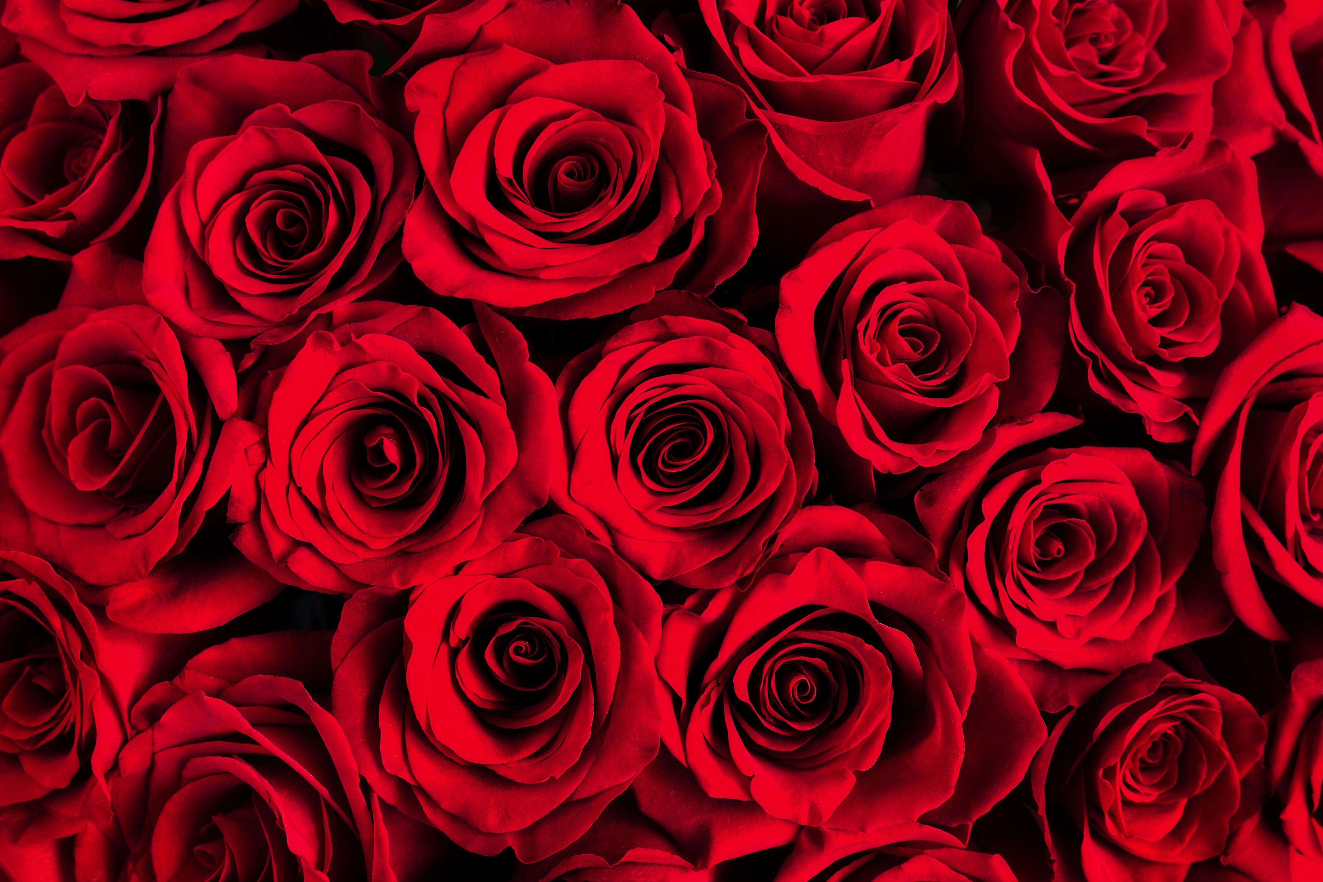 A close-up of numerous roses, highlighting the intricate layers of petals