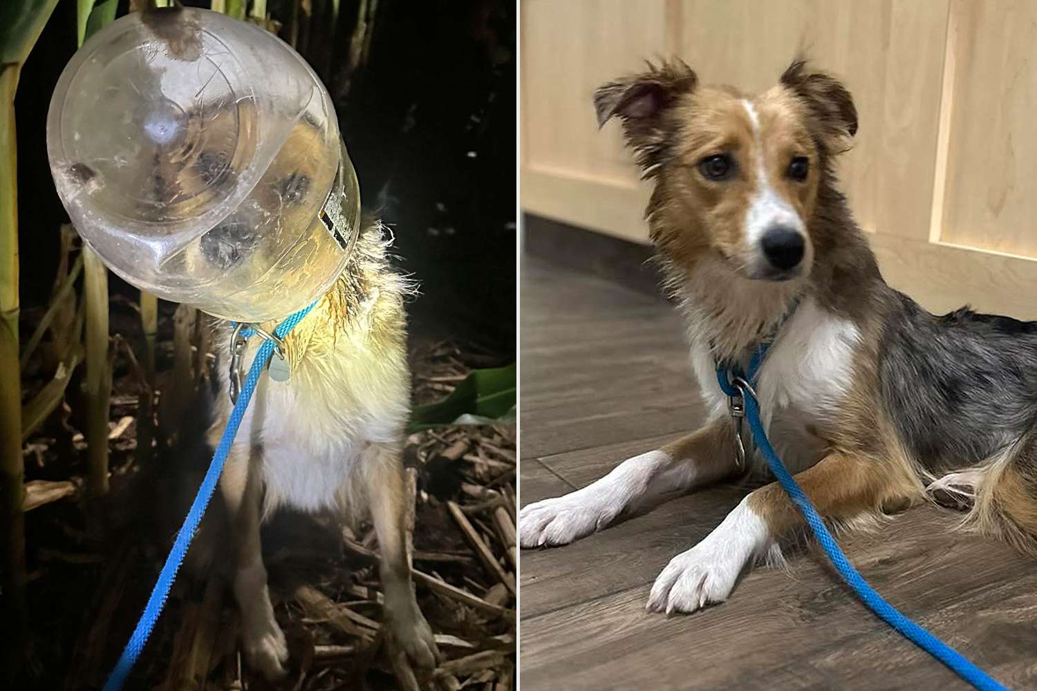 Drone Deployed to Save Struggling Stray Dog with Head Stuck in Pretzel