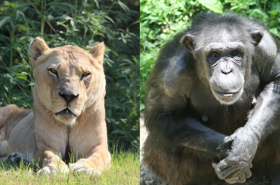 Kansas City Zoo mourns loss of 2 beloved animals this month