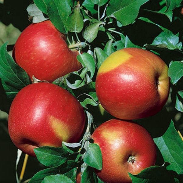 Take A Look About Sweet 16 Apple