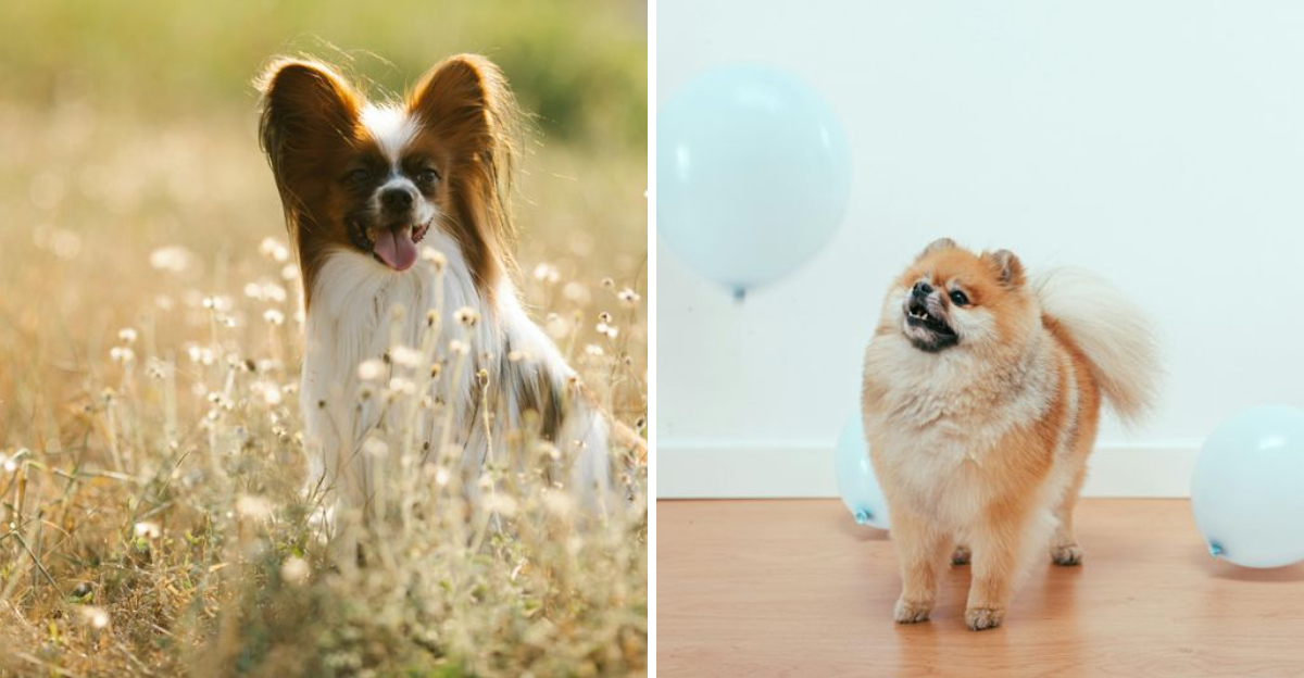 15 Small Dog Breeds Recognized For Their Sweet Temperament