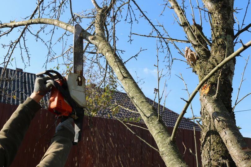 Lawyer explains how to avoid neighbour row if trees hang into your garden