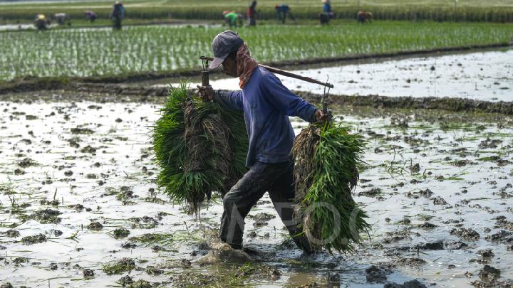 Pemerintah Umumkan Proyek Swasembada Pangan Baru
