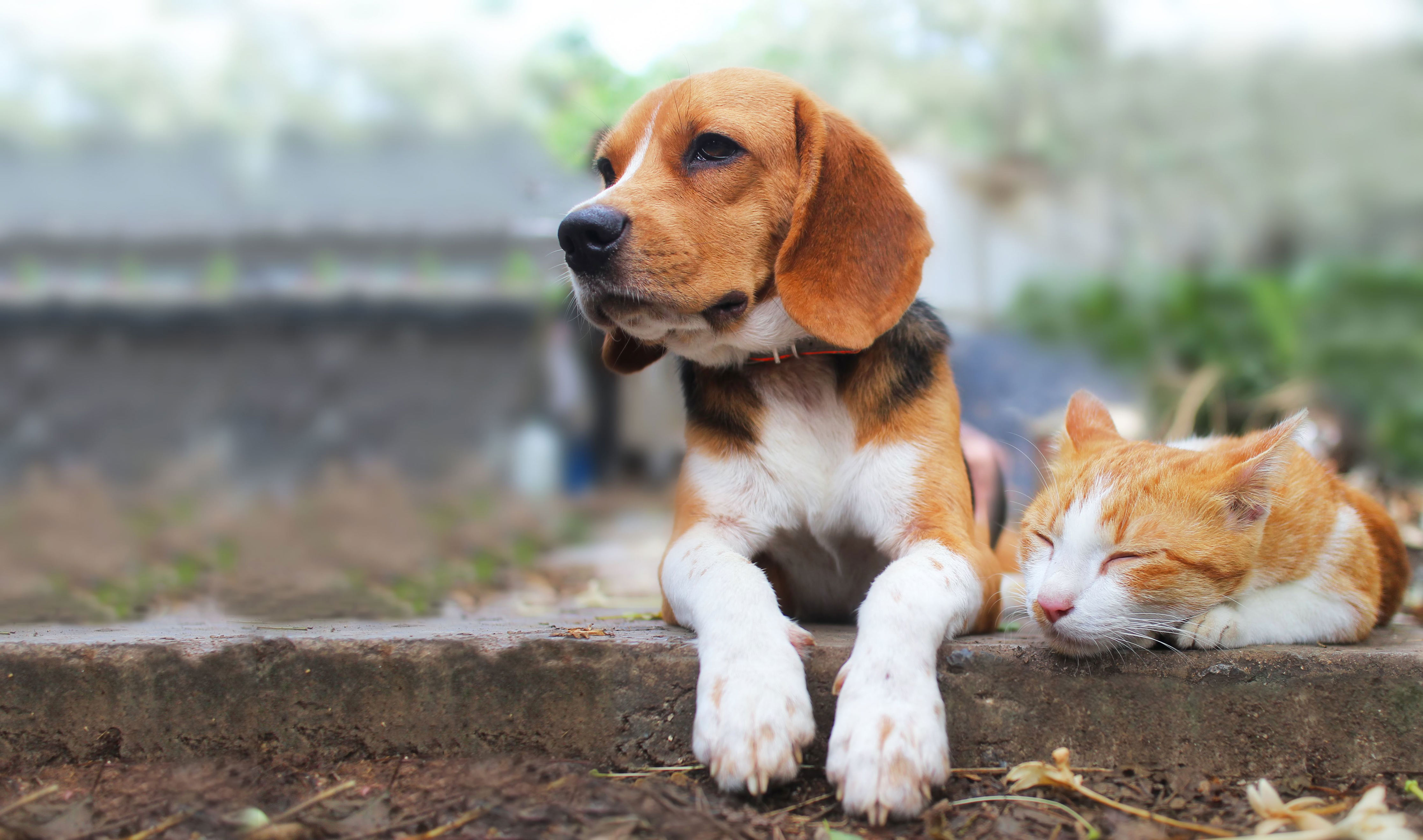 8 top dog breeds that get along with cats