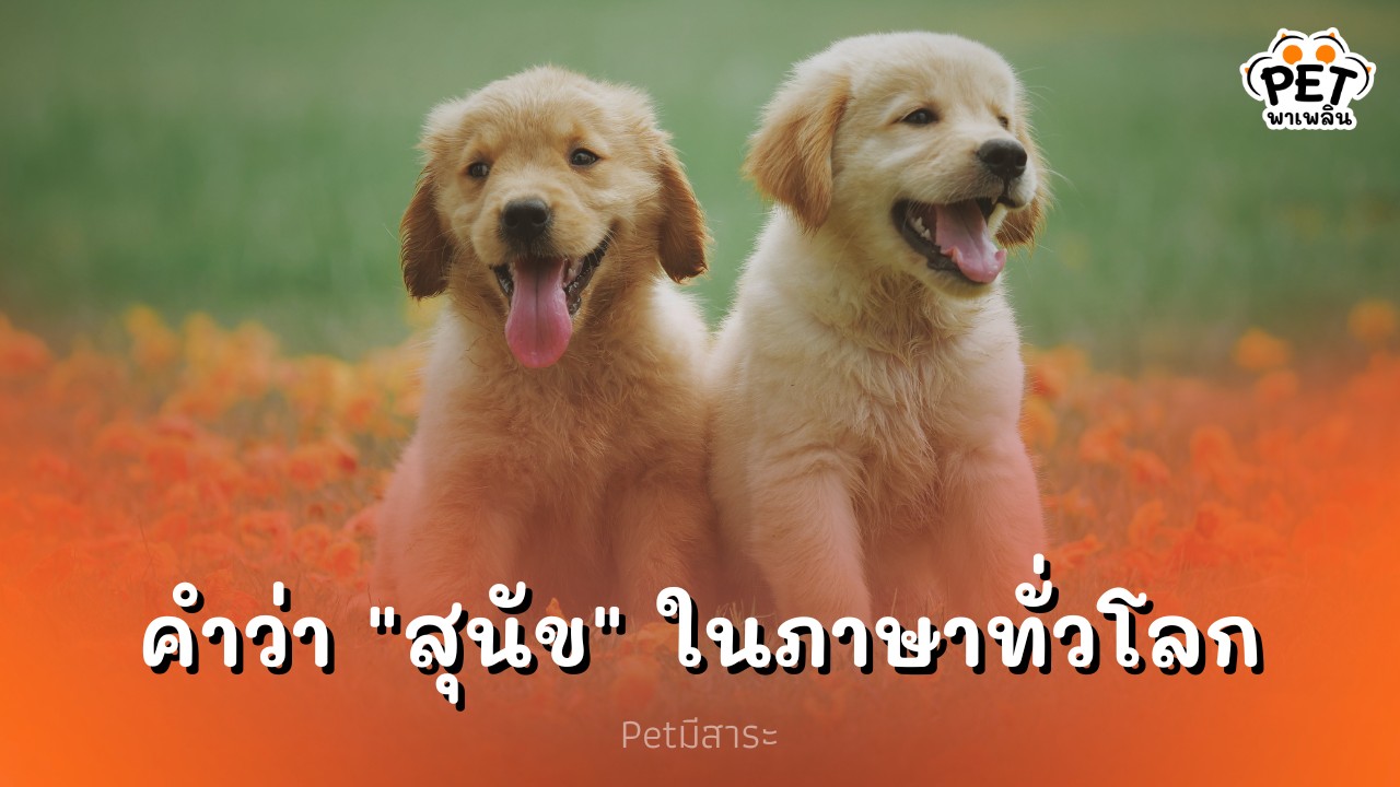 ชาติอื่นเรียกสุนัขว่าอย่างไร คำว่า "สุนัข" ในภาษาทั่วโลก