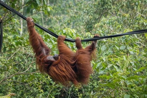 Orang utan Terancam Punah, Butuh Perlindungan Darurat