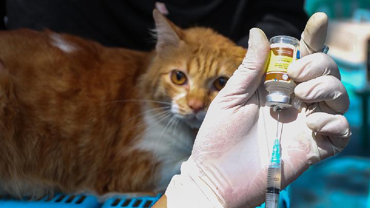 Yogyakarta Siapkan 3 Ribu Vaksin Rabies Gratis