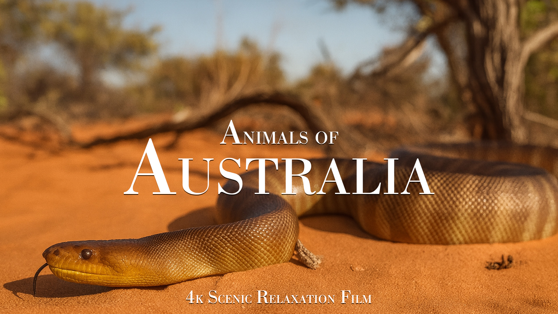 tasmanian-ja-australian-outbackin-el-imet-4k-luotokuvaa-luonnosta