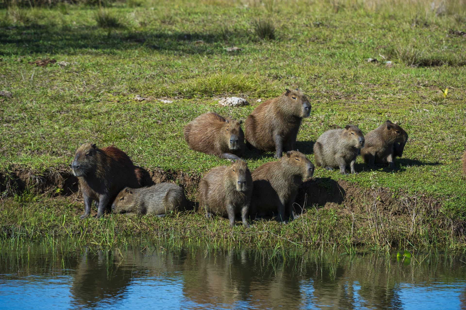 Les Brésiliens misent sur la science pour gérer l'invasion des capybaras