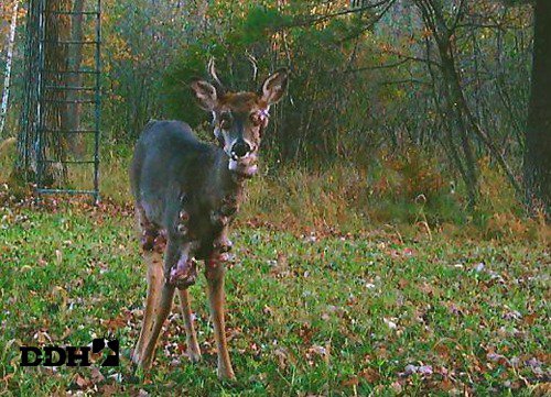 ‘Mutant’ deer covered in fleshy warts spotted after ‘Frankenstein ...