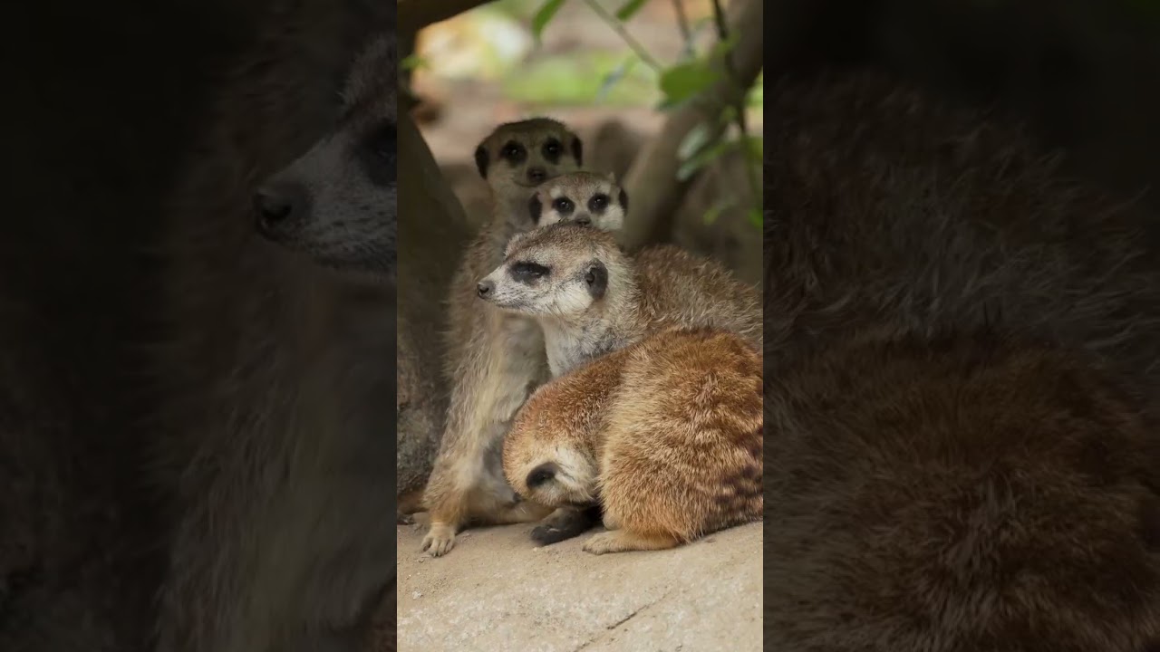 Meerkats Exhibit a Unique and Curious New Behavior