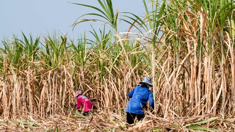 ID FOOD Percepat Serapan Gula Petani Musim Giling 2025