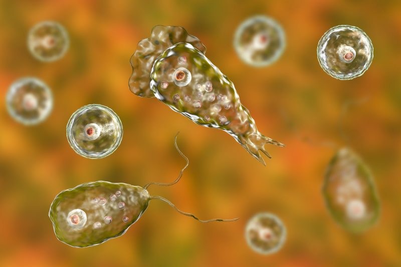 Missouri adult dies after braineating amoeba infection Officials