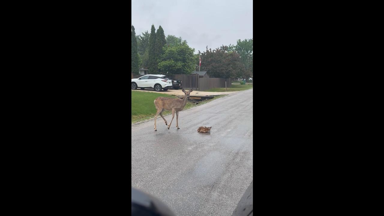 Fawn Takes First Steps in the Rain