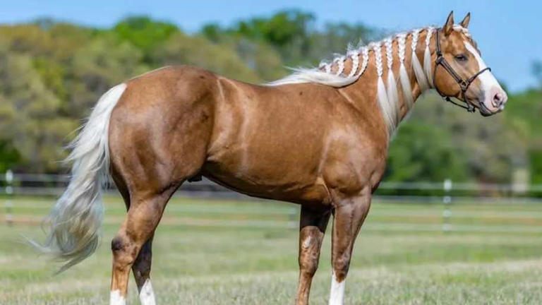 Adios Pantalones Reaches Feat No Other Stallion Has Done in Barrel ...