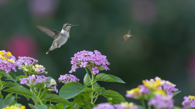 Hummingbirds Will Flock To This Vibrant, Fast-Growing Climbing Plant In ...