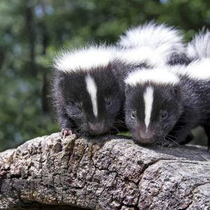 Diet Coke vs. Coke Zero: What’s the Difference—And Which Is Better?