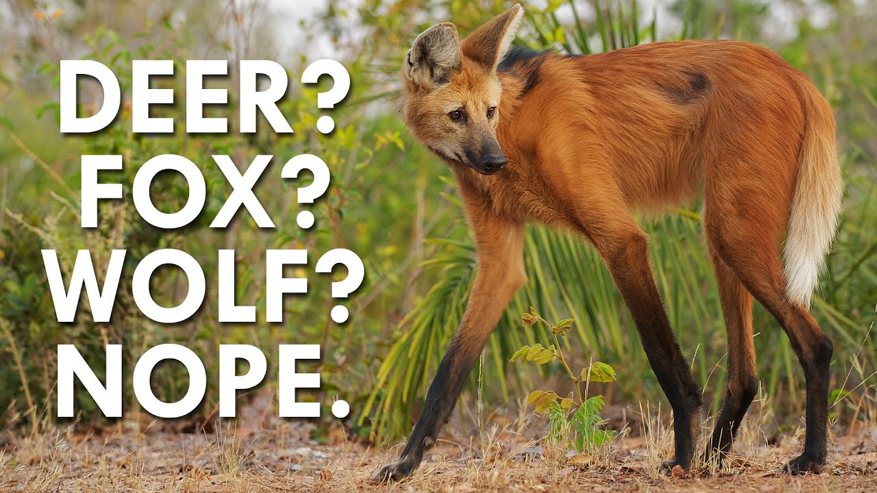 Not a Deer, Wolf, or Fox – The Maned Wolf Is Fascinating
