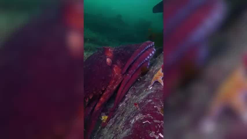Diver Captures Incredibly Rare Moment 12 Feet Octopus Comes At Him