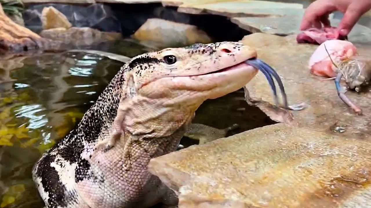 feeding-rocky-the-giant-lizard-different-foods