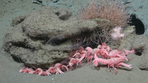 Ekspedisi Laut dalam 3.500 Meter Penuh Makhluk Aneh