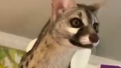 Ini Genet! Mamalia Mirip Musang yang Aktif di Malam Hari