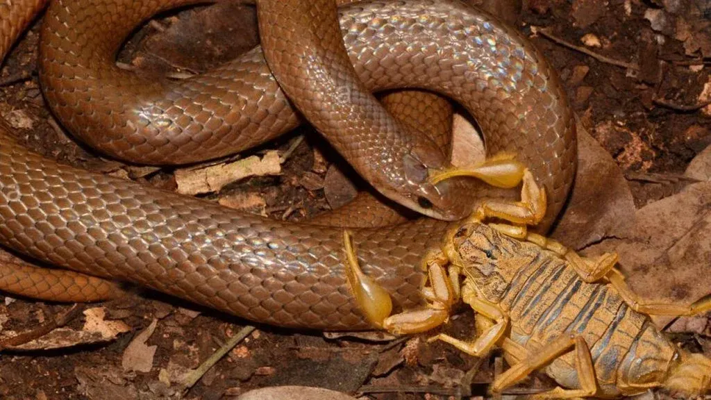 Over 5 million deaths each year are linked to drug-resistant infections—now, venom antibiotics AI research offers new hope in the fight. (CREDIT: Reptiles Story)