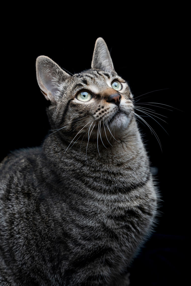 Día Internacional del Gato: el misterioso y mágico compañero que te