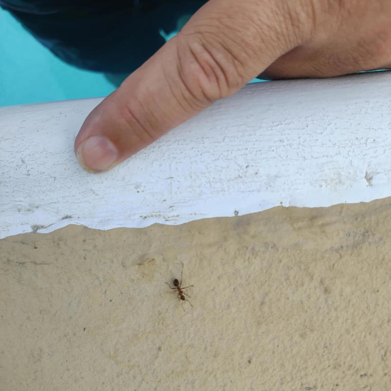 Was Bridgewater man stung by invasive Asian needle ant? What an ...