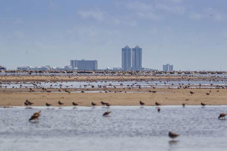 When is Bird Migration in Texas: Ultimate Guide to Peak Seasons