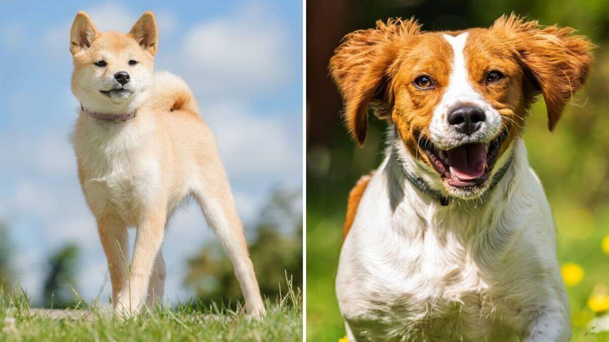Healthiest Dog Breeds: Discover Top Vibrant Pups