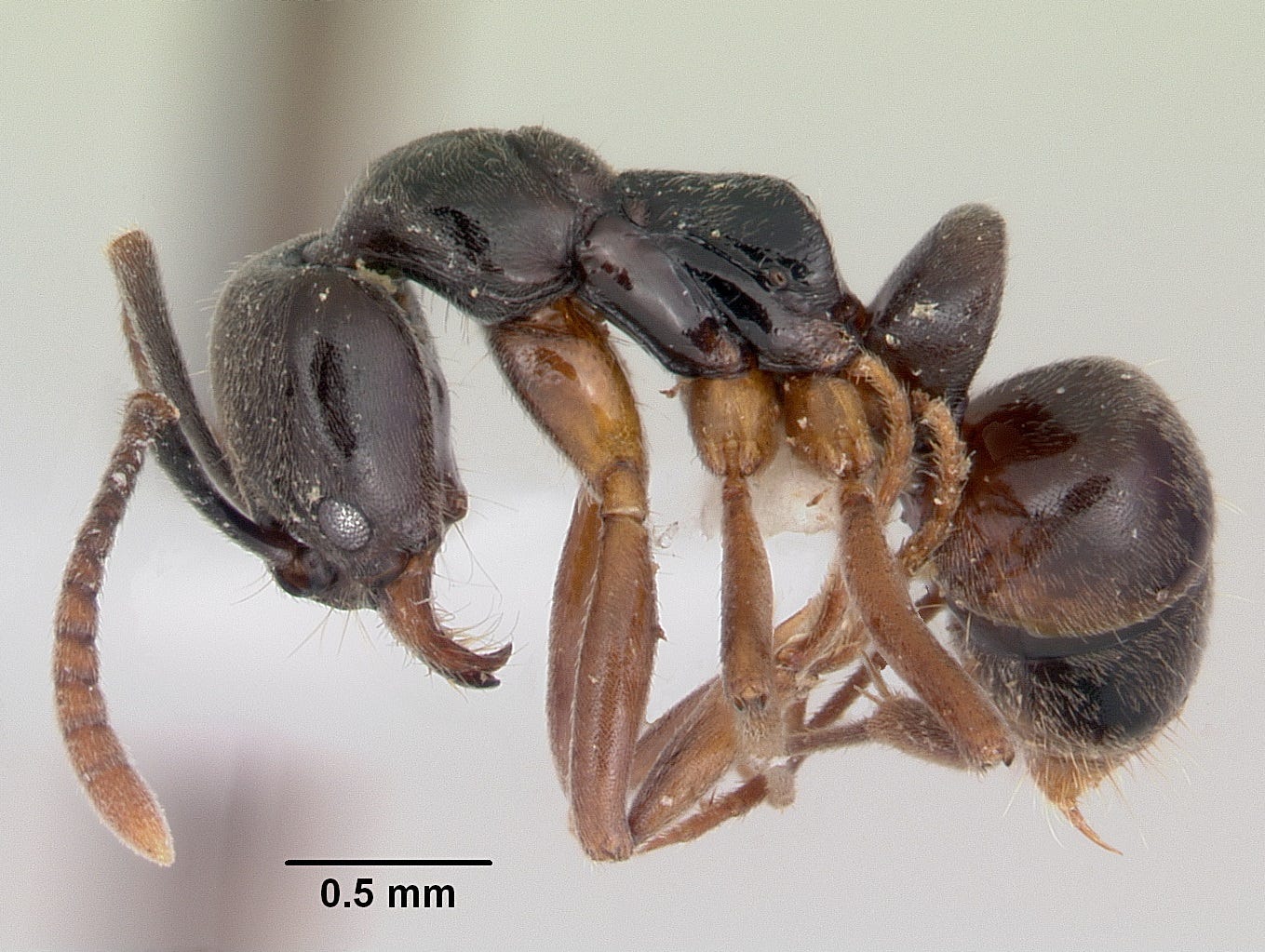 Venomous Asian needle ant is in Mississippi. Its sting can be dangerous