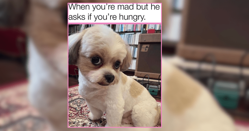 Doggo-licious Memes to Scroll Through While You Miss Your Four-Legged Love