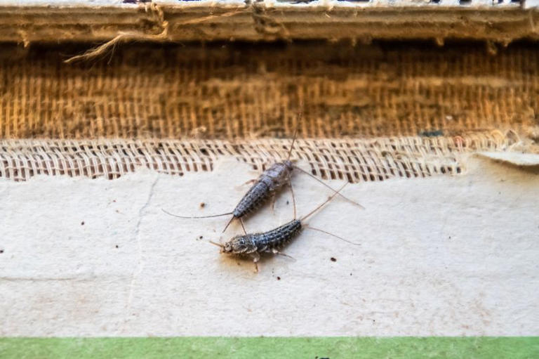 Expert shares simple methods to eliminate nightmare bathroom silverfish