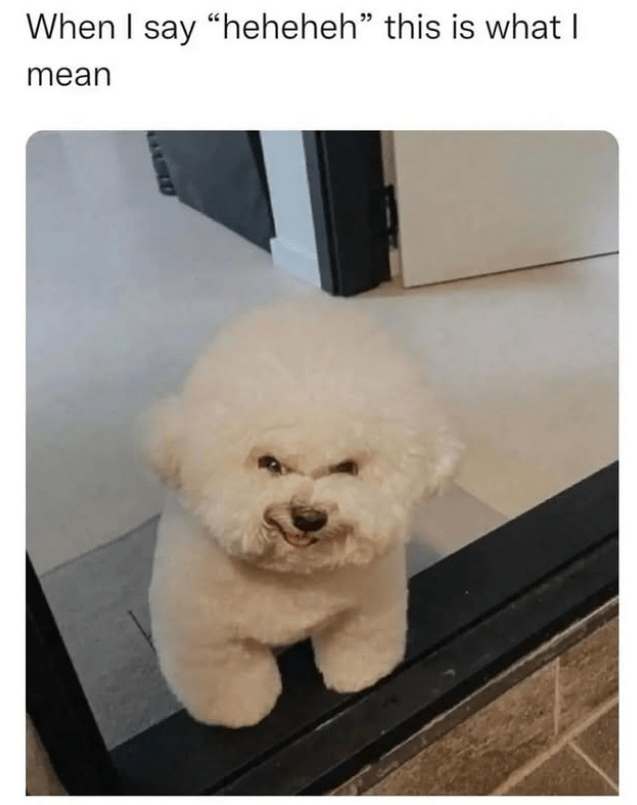 Doggo-licious Memes to Scroll Through While You Miss Your Four-Legged Love