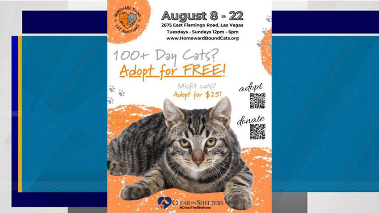 Is Cat Adoption Agreement Binding Without an Adoption Fee? Key Facts Revealed