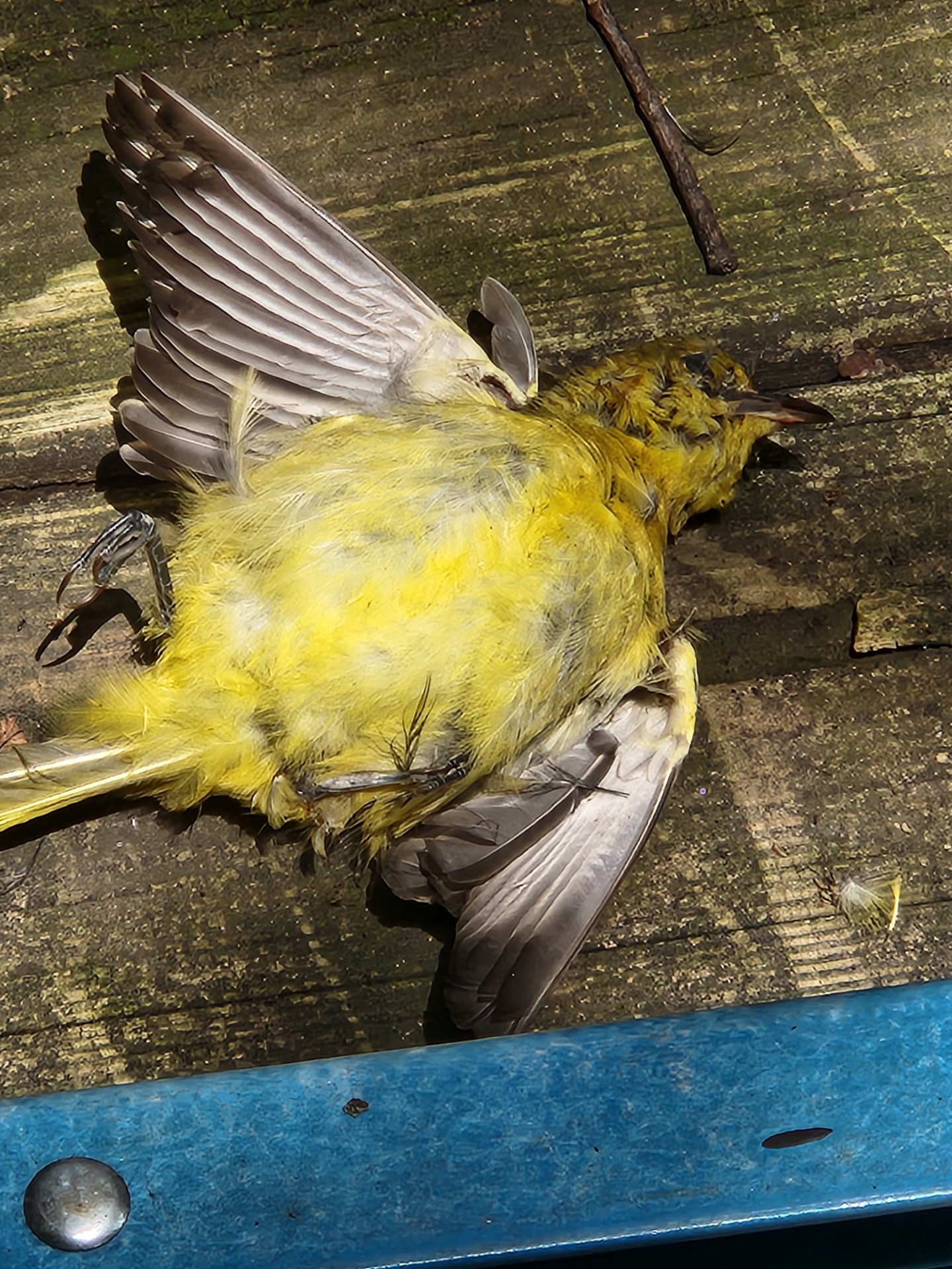 How to Tell If a Bird is Dead 