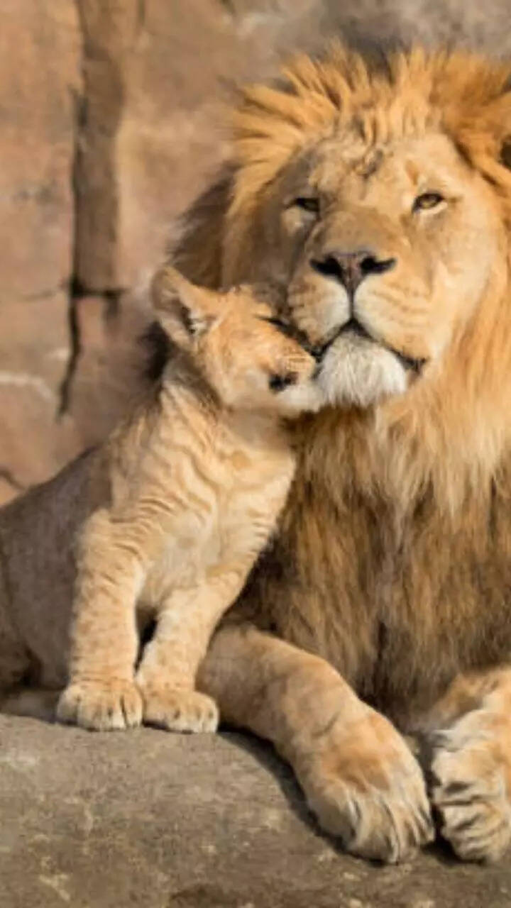 7 animals that adopt babies of other species