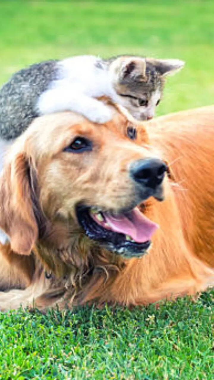 7 animals that adopt babies of other species