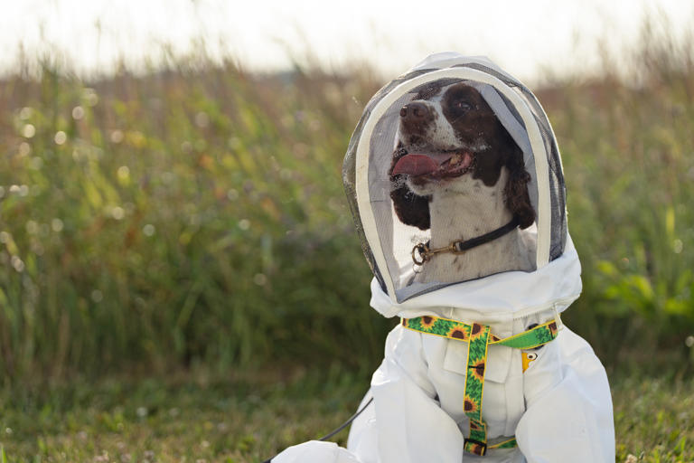 This dog used to sniff out cold cases for police. Now she's saving bees.
