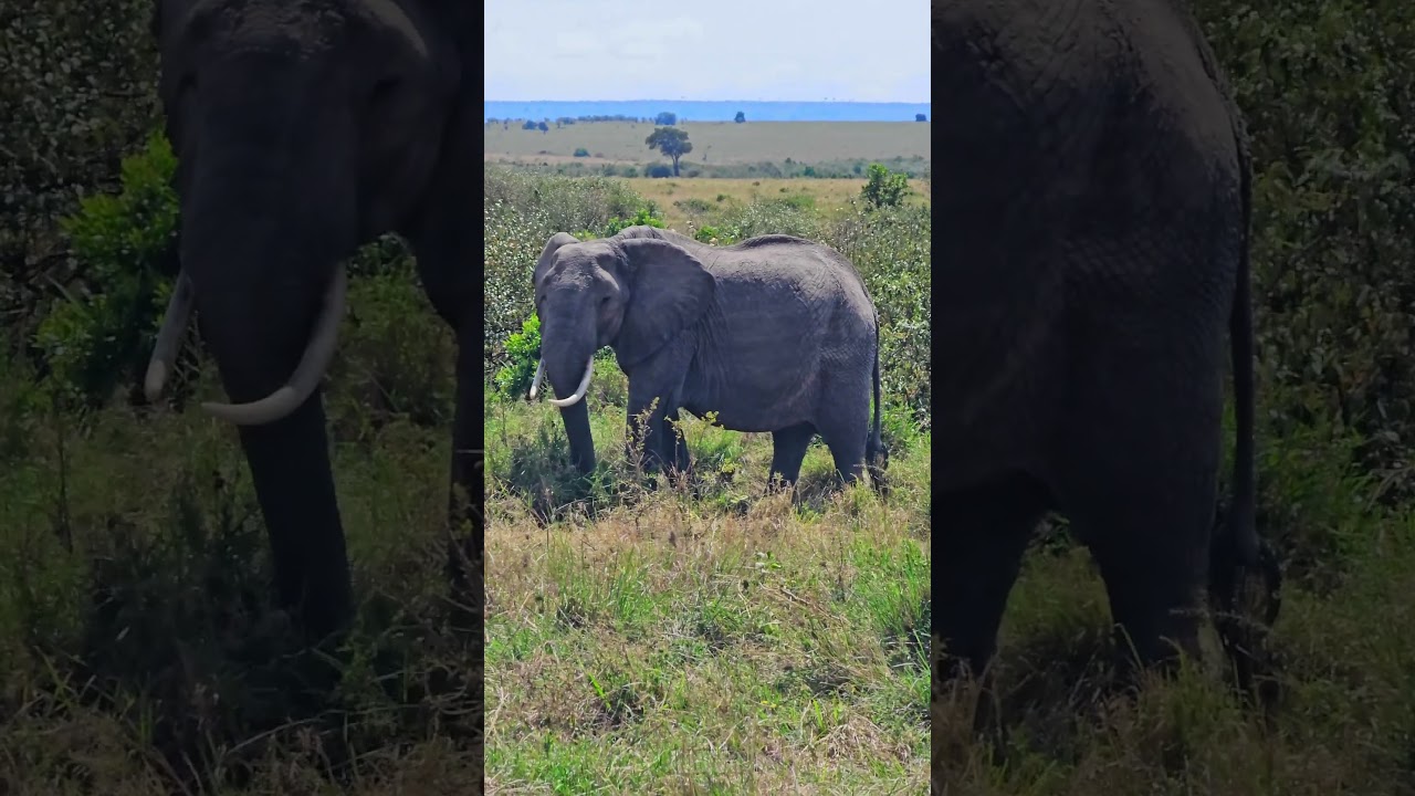 Elephant spotted in dramatic Mara wilderness moment