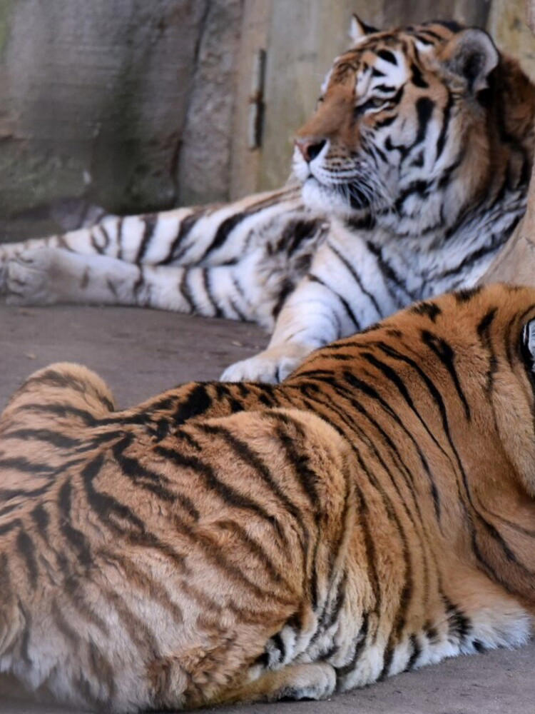 Eutanasia per tre tigrotti siberiani abbandonati dalla madre