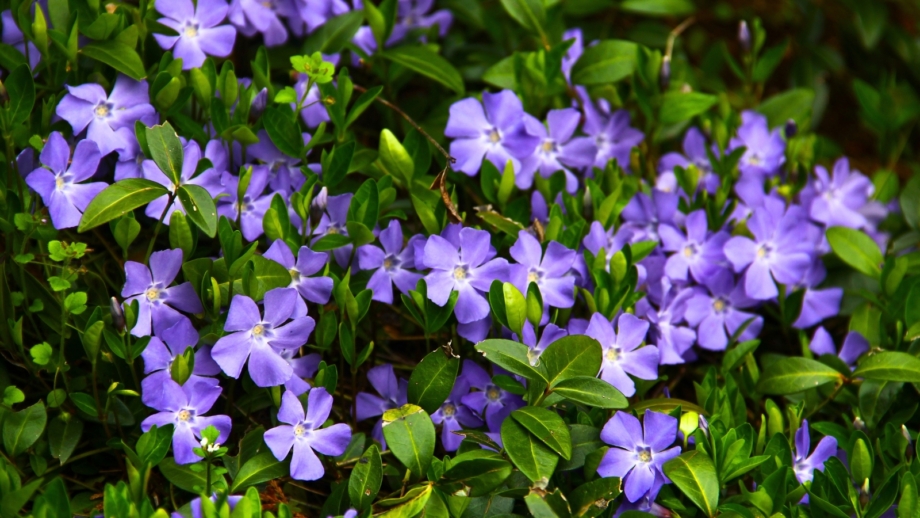 15 Beautiful Plants that Spread Aggressively in Shade