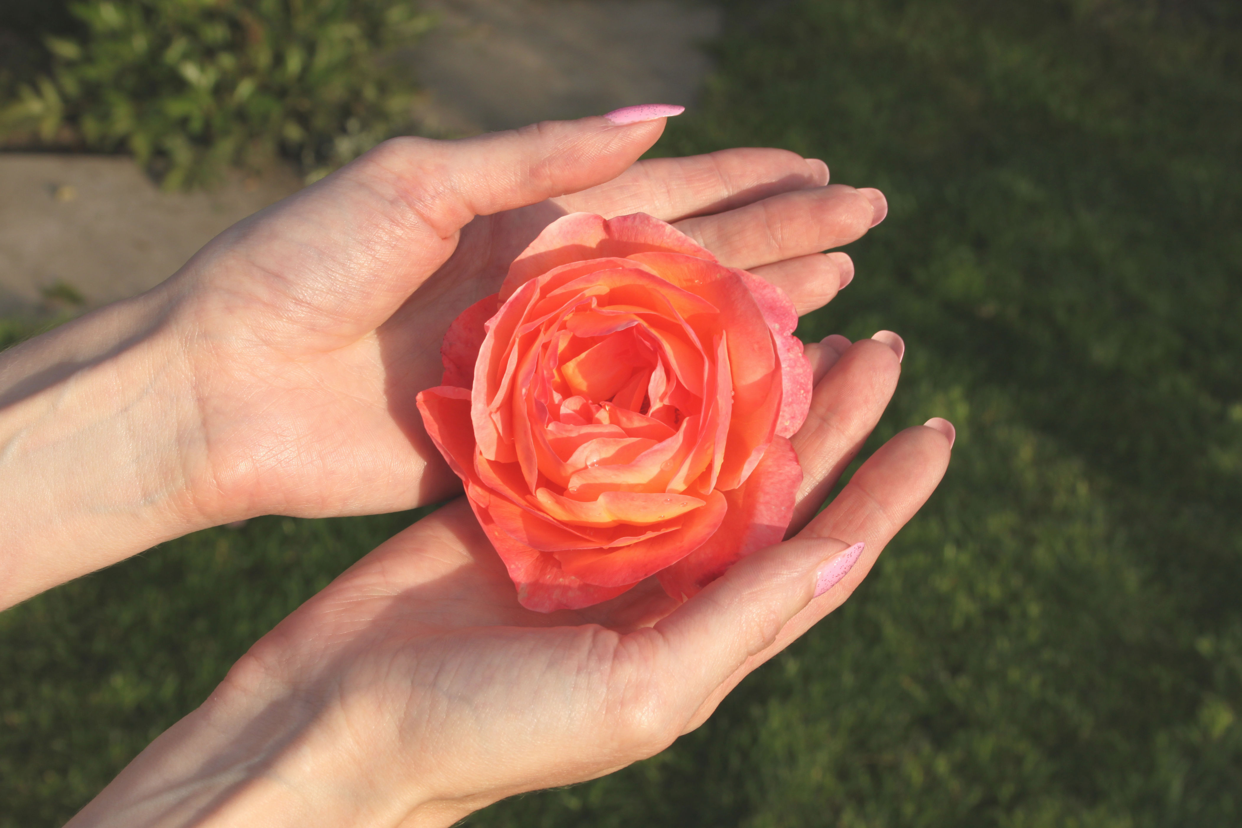 Hands gently cradle a blooming rose, highlighting its delicate petals