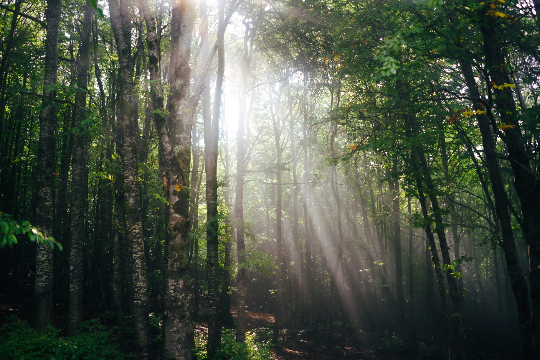 Sunlight filters through tall forest trees, creating a serene and peaceful atmosphere with shafts of light illuminating the forest floor