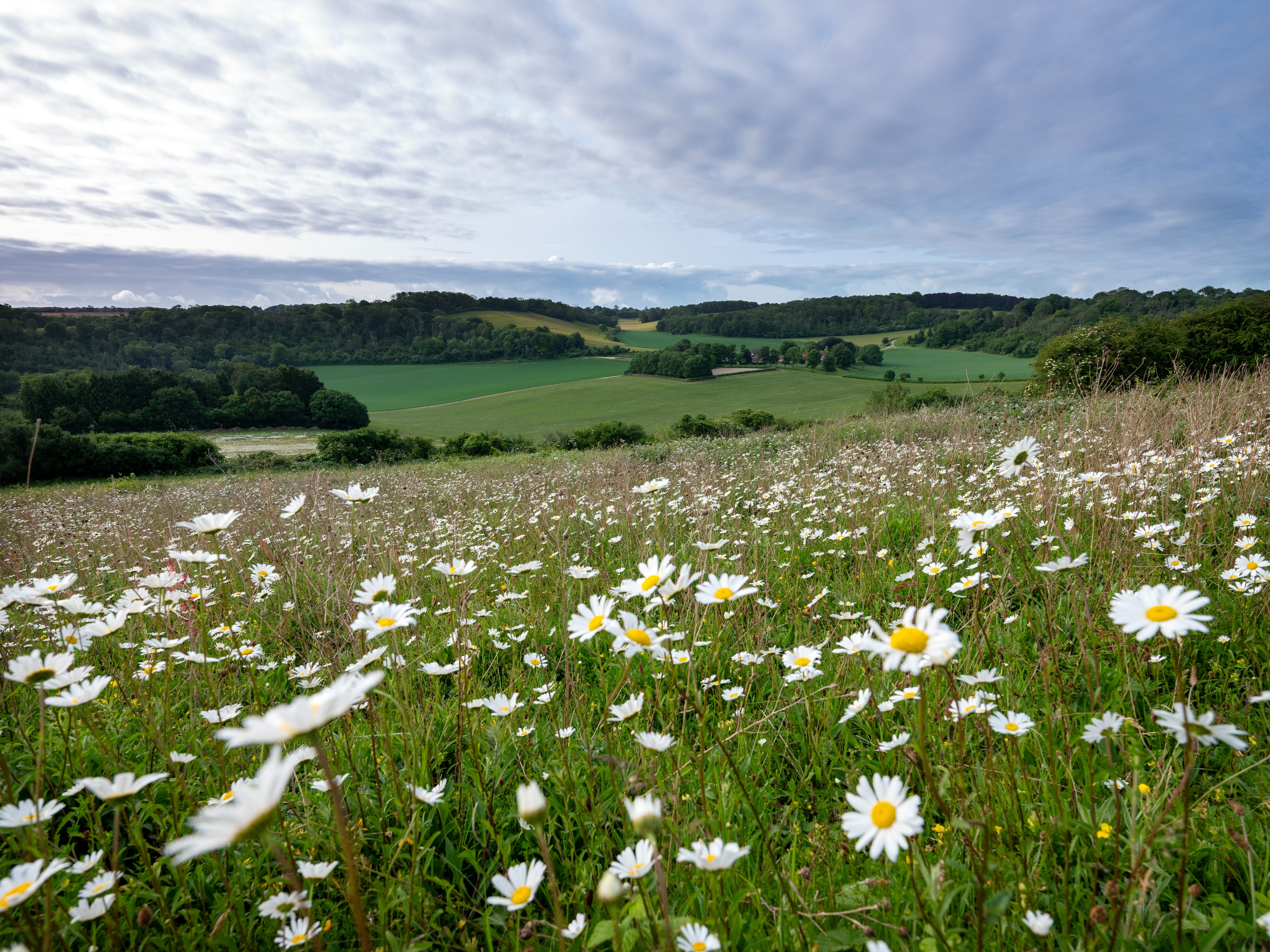 Meadow with daisies in the foreground, rolling hills and a partly cloudy sky in the background