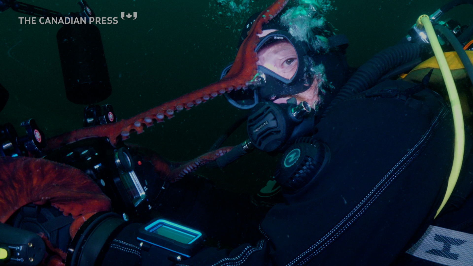 B.C. octopus borrows camera, captures shot inside its arms