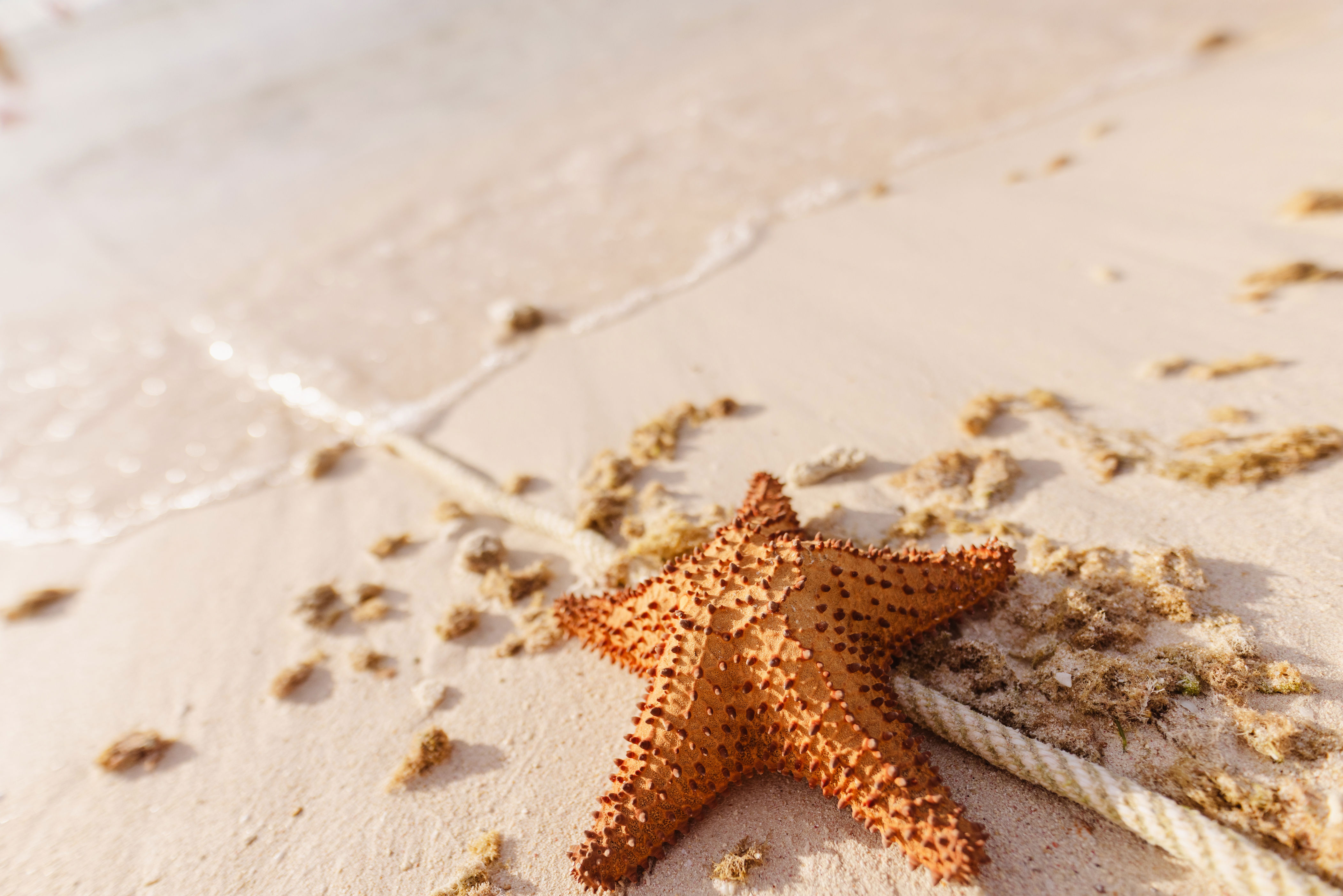 Starfish on sandy beach near shoreline with scattered seaweed