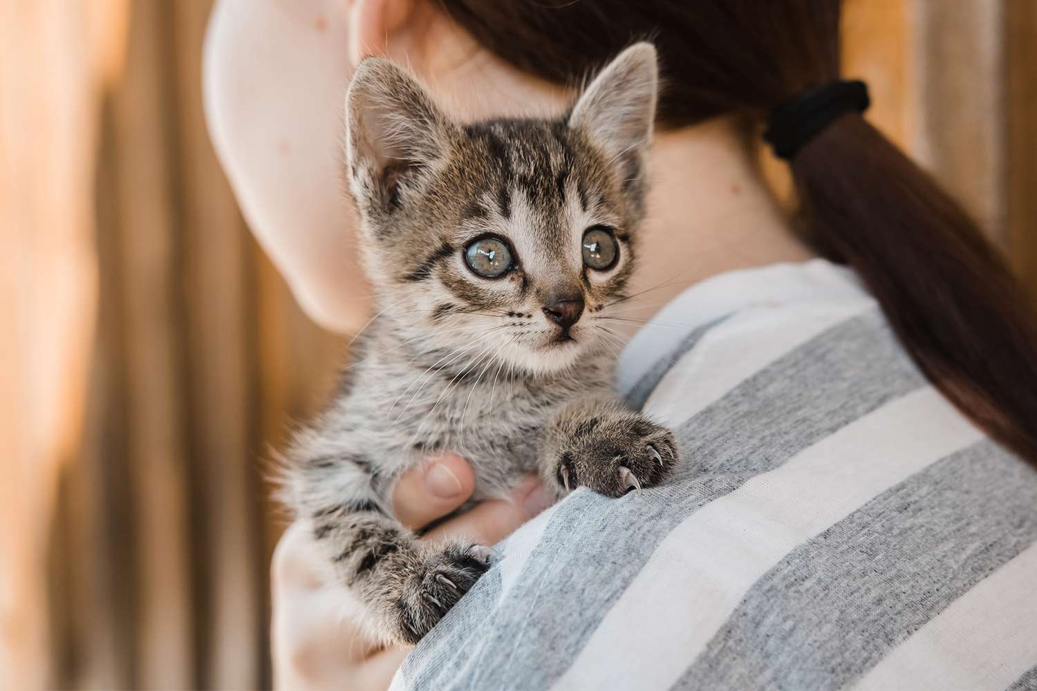 Woman Refuses to Rehome Orphaned Kitten After Roommate Suddenly Claims